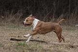 AMSTAFF ADULT 311